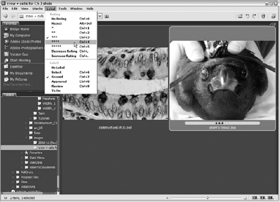 Here, the selected image to the right of the Label menu already has a two-star rating and a "Second" label; from the Label menu, the rating is about to be increased.