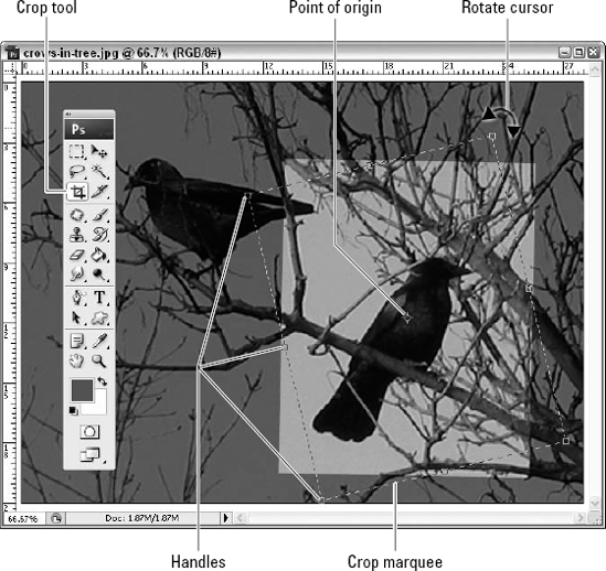 When rotating a crop boundary, you can "eye it up," or align the marquee with an obvious axis in your image to determine the proper angle. It all depends on your desired result.