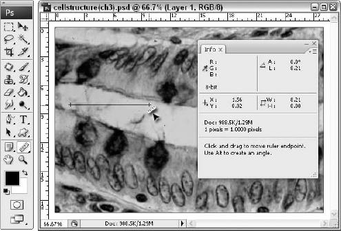 Measure any part of your image with the Ruler tool.