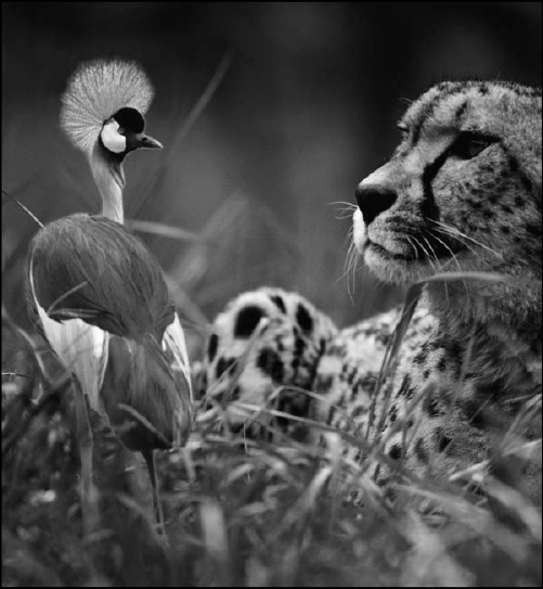 The Clone Stamp tool allows us to merge our little bird with his #1 pal, the cheetah.