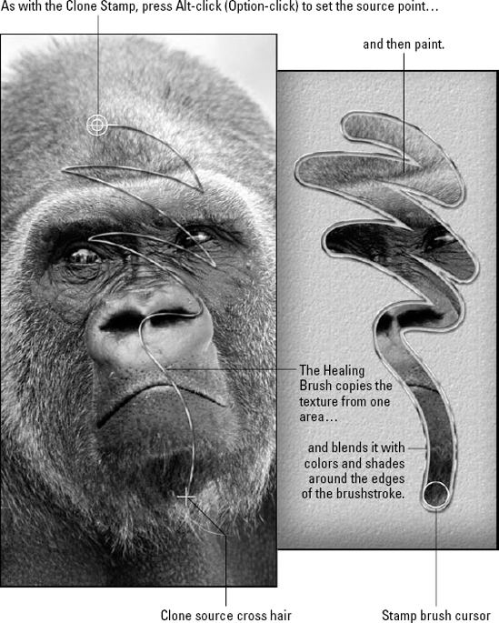 The Healing Brush clones the content on the left side onto a textured background on the right. The line running down the ape's face on the left shows the path of the source point throughout the brushstroke. The line surrounding the brushstroke on the right shows that brushstroke's outer edge.