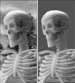 Starting with the image shown at left, a selection outline is drawn around the skeleton. The selection is then inversed, and the background, as you can see in the right-hand image, becomes the selection.