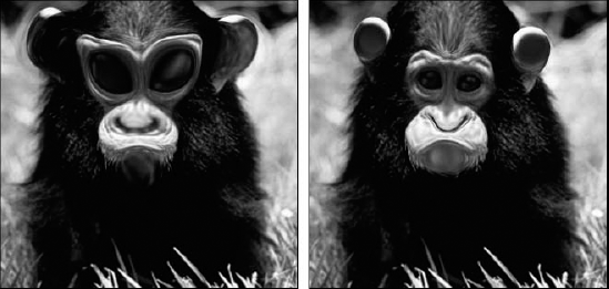 Making big strokes with the Forward Warp tool produces wacky results (left); short, careful drags give you more control (right). But you have to be patient. It took 6 strokes to make the big changes on left and about 30 to make the subtle changes on right — broadening the nose, expanding the lips, raising the chin, and lifting the eyelids and brows.
