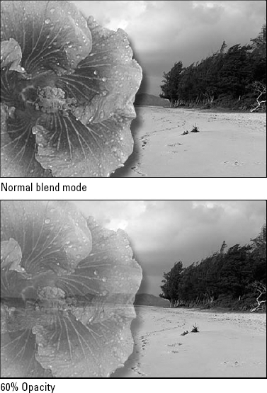 The Hibiscus layer set to the Normal mode when combined with Opacity values of 100 percent (top) and 60 percent (bottom)