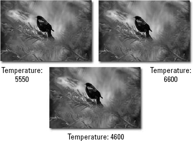 Similar to the Photo Filter command, Camera Raw's Temperature slider takes an image (left) and lets you warm up (right) or cool down (bottom) the color temperature.