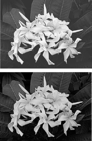 The same flowers with detail-robbing light and too little contrast (left) and deeper shadows (right) can be merged to create a single improved image.
