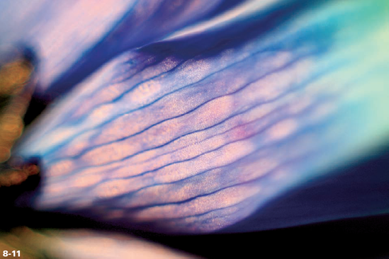 ABOUT THIS PHOTO A leaf of a flower becomes an alien object by being abstracted further. Taken with a 50mm f/1.8 lens on a 24mm extension tube. 1/30 sec., f/5.6 at ISO 100.