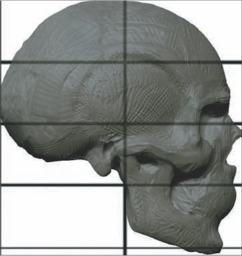 The human skull from the side divided into quarters.