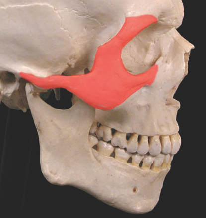 The angle and placement of the zygomatic bone