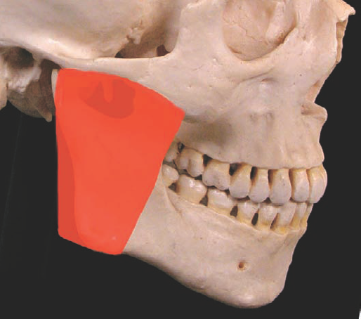 The masseter muscle fills out the side of the jaw from the cheekbone to the lower jaw.