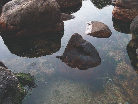 A calm tide pool