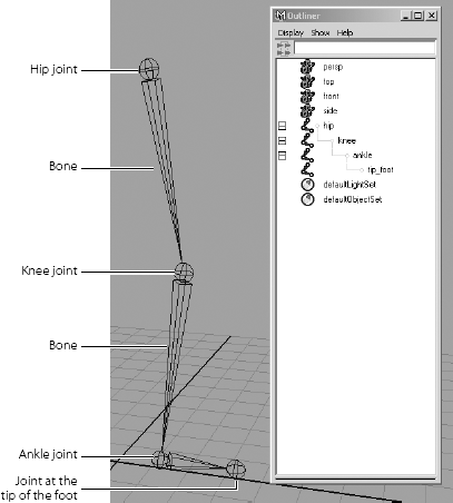 A leg skeleton and its hierarchy