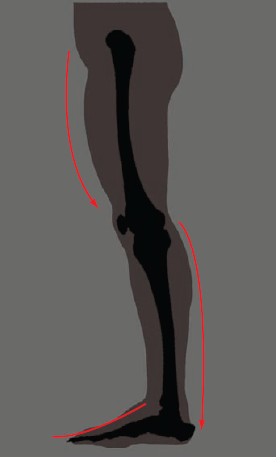 Curves in a skeleton leg and a fleshed leg in silhouette