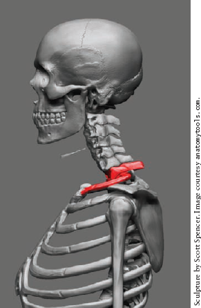 The 1st rib and the 7th cervical vertebra
