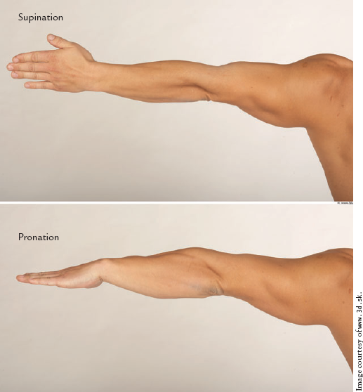 The forearm muscles in pronation and supination