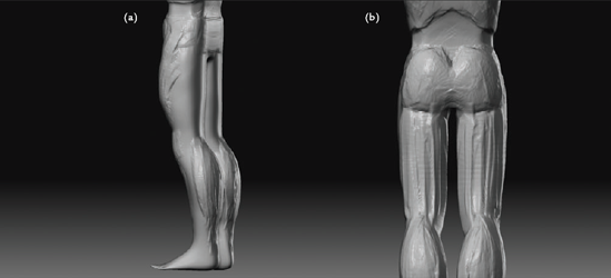 Sculpting the back of the legs: (a) the calf muscles, (b) the back of the upper leg