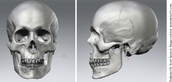 The skull forms the base structure of the head.