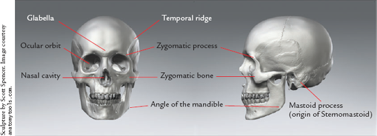 This rotation image of the male skull shows the major landmarks and their names.