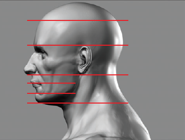 From the side, the placement of the ear falls between the brow line and the bottom of the nose.