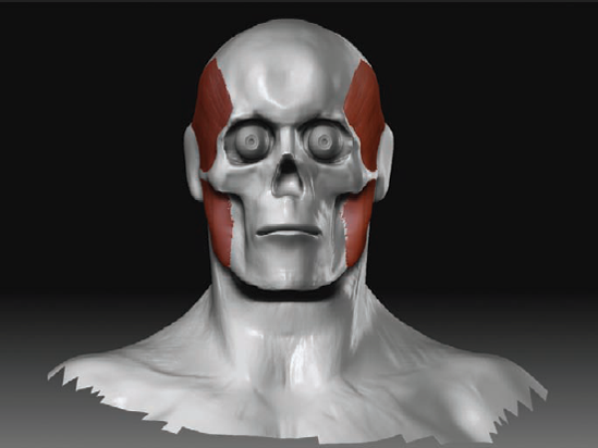 The Masseter and Temporalis from the front view