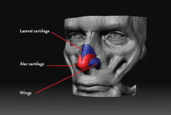 This sculpture of the nose in écorché view is labeled to show its major parts.