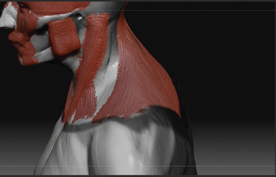 The Trapezius also attaches to the back of the clavicle.