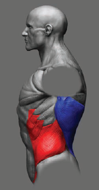 The insertion of the oblique in relation to the Latissimus. The oblique is shown in red; the Latissimus dorsi is shown in blue.