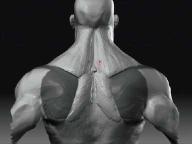 With the scapulas masked out, mass in the Rhomboid muscles.