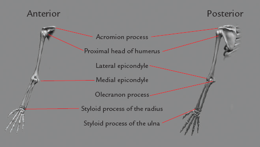 The skeletal landmarks of the arm discussed in this chapter