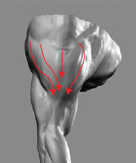 These radiating arrows illustrate the flow of the Deltoid muscle.