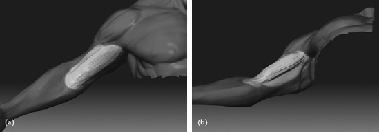 Massing in the Biceps: (a) using one motion, (b) the underside of the arm now unmasked