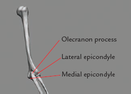 The epicondyles and the olecranon process