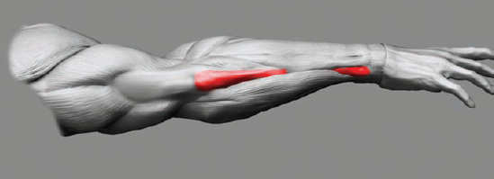 The ulna serves as a dividing line between the Flexors and Extensors, as shown here in écorché.