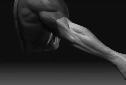 The muscle definition on the back of the arm is reinforced with the Standard brush.