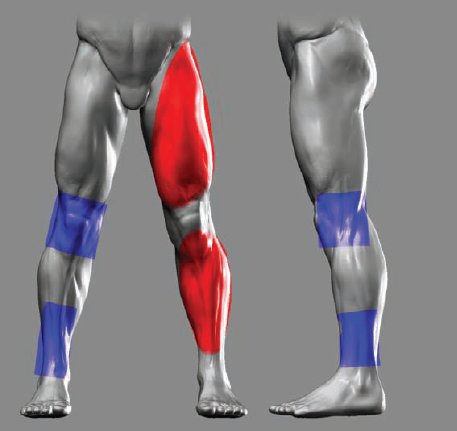 The oval forms of the leg