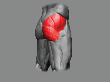 The glute muscles shown in écorché
