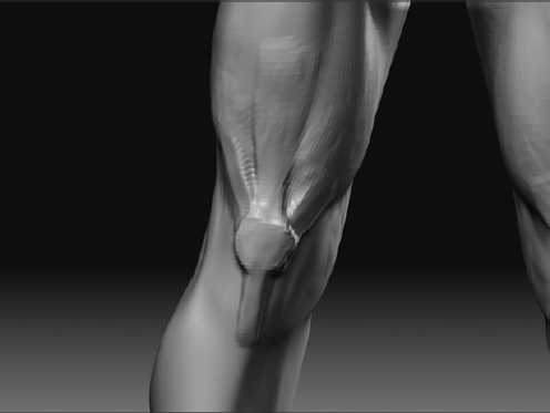 Adding tendons to connect the patella to the muscles