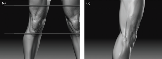 Checking the knee: (a) checking proportions, (b) using the Flatten brush to help shape the tendons in this area