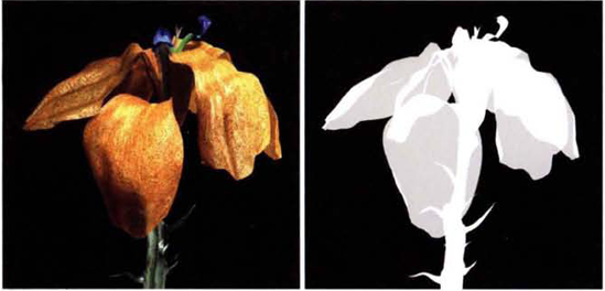 (Left) CG flower (Right) Corresponding alpha channel. Since the petals have a slight transparency, the alpha values are gray in those areas. The render is included as flower.tga in the Footage folder on the DVD.