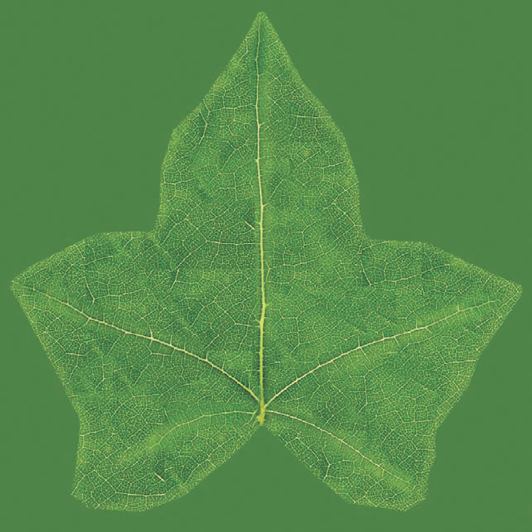 The leaf's diffuse