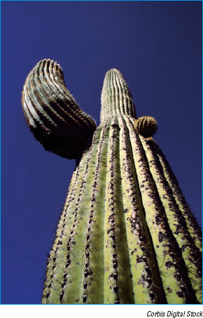 Shooting subjects from extreme angles can exaggerate size, resulting in a more interesting shot.