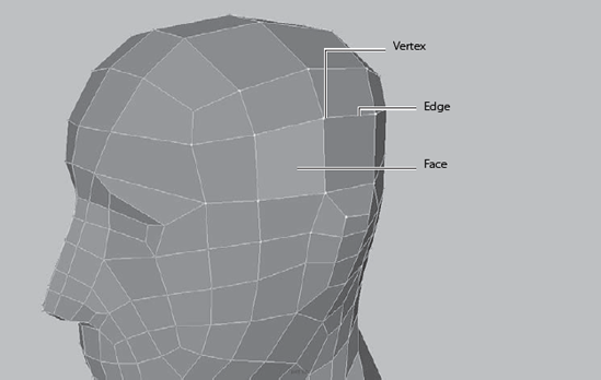 Vertices, edges, and faces make up this polygonal head model.