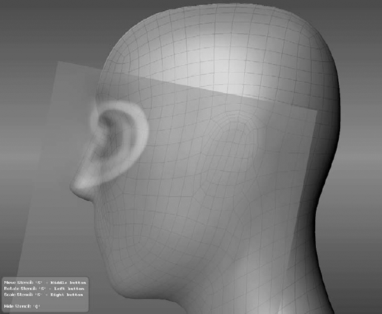 Scale the ear to span the distance between the bottom of the nose to the top of the eyebrow.