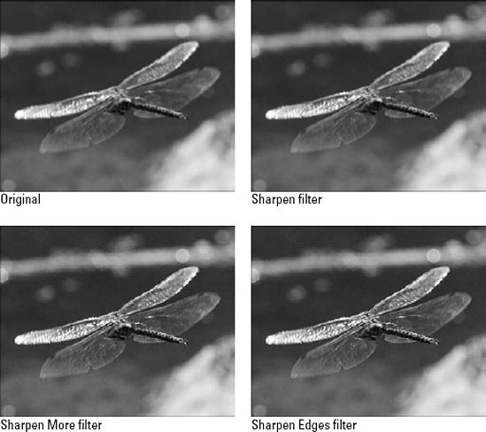 Notice the results of the Sharpen, Sharpen More, and Sharpen Edges filters on the image. Sharpen More makes a much bigger difference than Sharpen, and the Sharpen Edges changes mostly around the edges of the wing and body.