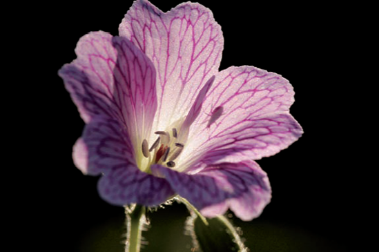 Strong, late-afternoon backlighting illuminates this wild geranium flower against a darker shadowed background. It was only after I started to compose the image with my macro lens that I noticed the insect silhouette on the opposite side. Exposure: ISO 100, f/8, 1/125 second.
