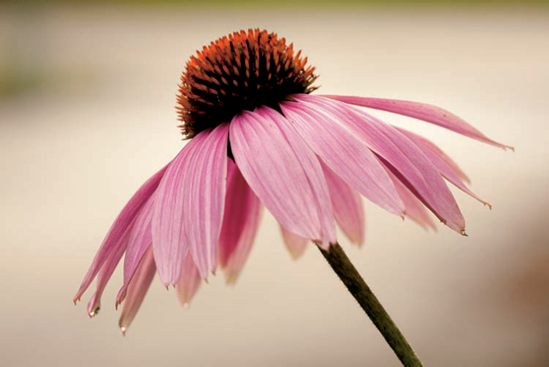 I used Center-weighted metering to make this image of an Echinacea flower in my brother's garden. I wanted to place all the emphasis on getting the exposure correct in the center of the frame. Exposure: ISO 400, f/5.6, 1/200 second.