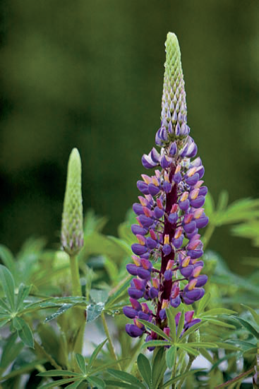 To make this lupine really stand out against the foliage in the background, I chose an aperture of f/5.6 that provided sufficient depth of field around the buds for the leaves. Exposure: ISO 4000, f/5.6, 1/2500 second.