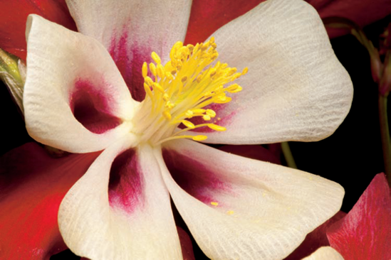 This columbine flower was lit by holding a speedlight with a small softbox diffuser directly over the top of it. Because the light source is bigger than the subject, the lighting looks soft. Exposure: ISO 100, f/32, 1/160 second, f/32, ISO 100.