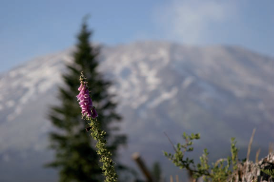It's all about mood with landscape and nature photography. While Mount St. Helens smolders in the background, soft afternoon side lighting illuminates these foxglove flowers positioned in front of a darker pine tree for greater visibility and contrast. Exposure: ISO 200, f/5.6, 1/1250 seconds.