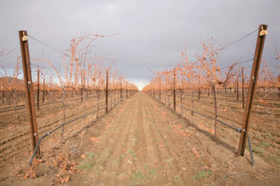 This vineyard row was used to create depth and a vanishing point in this otherwise flatly lit landscape during a cloudy midday. Compositional techniques can overcome the flattening effect of the ambient nondirectional light. Exposure: ISO 400, f/8, 1/3200 second, +1 EV.